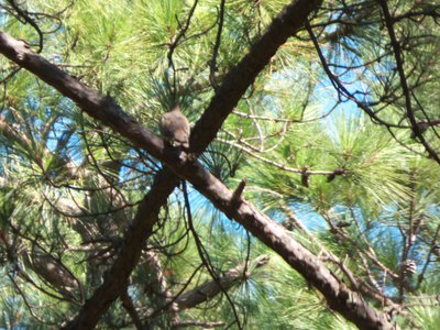 20170730 - Schenck Forest - Mourning Dove