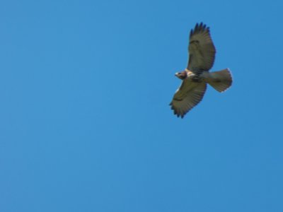 20170730 - Schenck Forest - Red-tailed Hawk