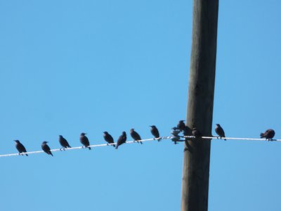 20170730 - Schenck Forest - Starlings