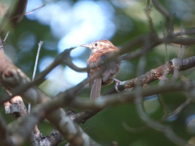 20170903 - NCBG - Carolina Wren