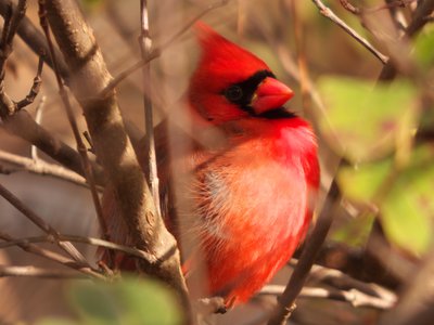 20171118 - NCBG - Cardinal 1