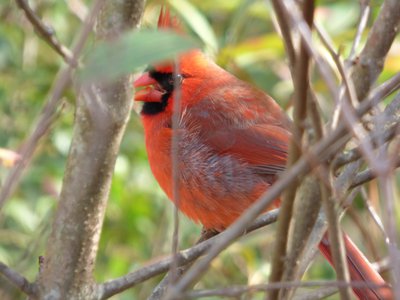 20171118 - NCBG - Cardinal 2