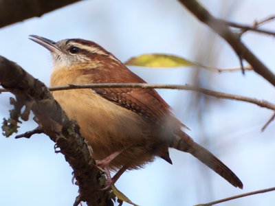 20171118 - NCBG - Carolina Wren