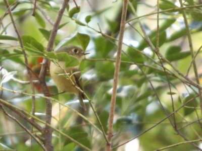 20171118 - NCBG - Ruby-crowned Kinglet