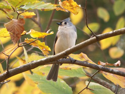 20171118 - NCBG - Tufted Titmouse