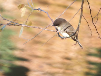 20171124 - NCMA - Eastern Phoebe