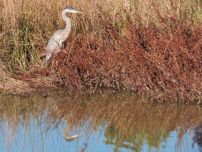 20171124 - NCMA - Great Blue Heron