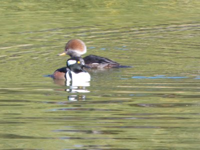 20171124 - NCMA - Hooded Mergansers