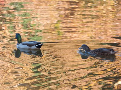 20171124 - NCMA - Mallards 1