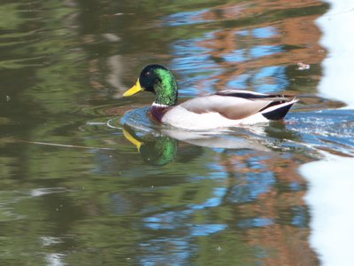 20171124 - NCMA - Mallards 2