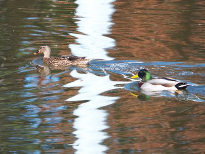 20171124 - NCMA - Mallards 3