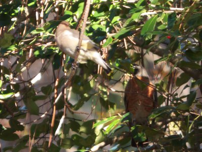 20171124 - Schenck Forest - Cedar Waxwing and Robin