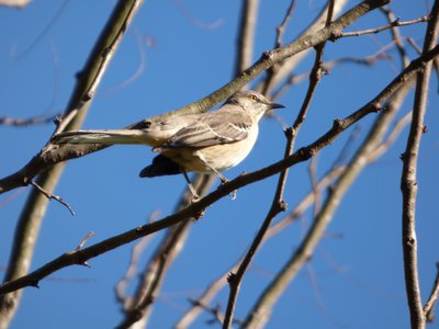 20171124 - Schenck Forest - Mockingbird