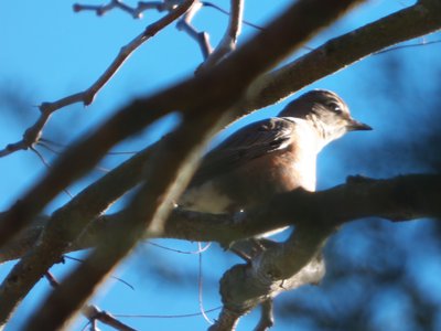 20171124 - Schenck Forest - Robin Female