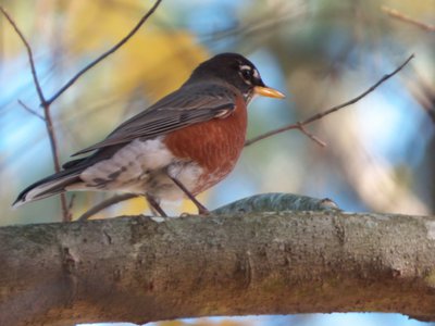 20171124 - Schenck Forest - Robin Male