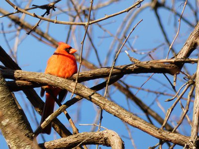 20171216 - Prairie Ridge - Cardinal