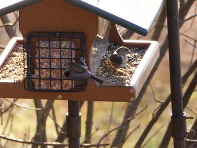 20171216 - Prairie Ridge - Chickadee and Finch