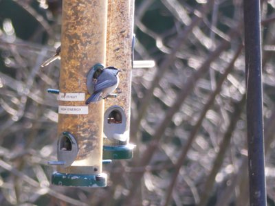 20171216 - Prairie Ridge - Chickadee