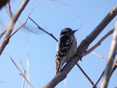 20171216 - Prairie Ridge - Downy Woodpecker 1