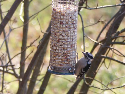 20171216 - Prairie Ridge - Downy Woodpecker 2