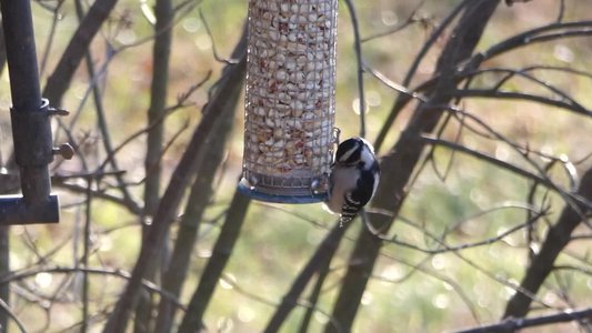 20171216 - Prairie Ridge - Downy Woodpecker 3