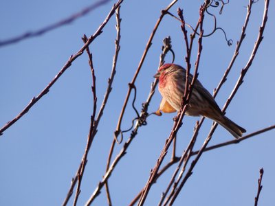 20171216 - Prairie Ridge - House Finch 1