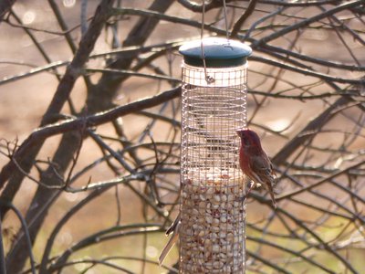 20171216 - Prairie Ridge - House Finch 2