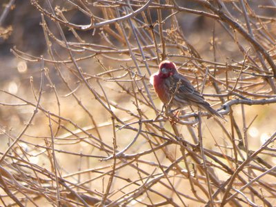 20171216 - Prairie Ridge - House Finch 3