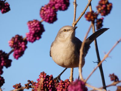 20171216 - Prairie Ridge - Mockingbird 1