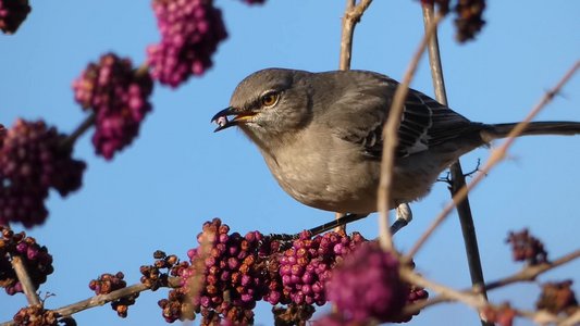 20171216 - Prairie Ridge - Mockingbird 2