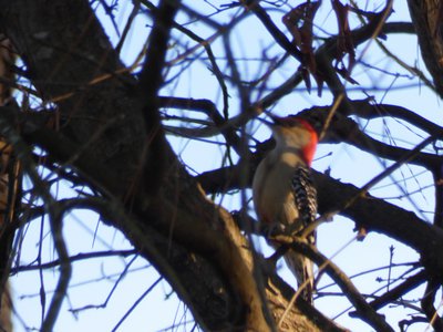 20171216 - Prairie Ridge - Red-bellied Woodpecker 1