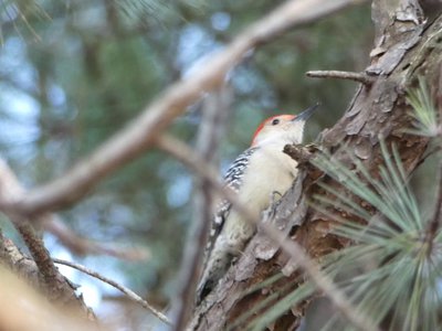 20171216 - Prairie Ridge - Red-bellied Woodpecker 2