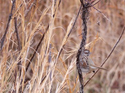 20171216 - Prairie Ridge - Song Sparrow