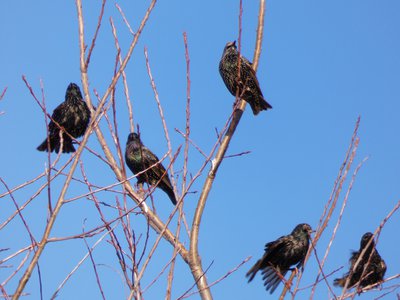 20171216 - Prairie Ridge - Starling 1