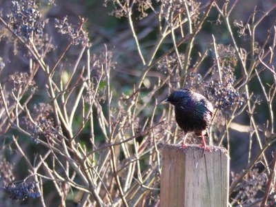 20171216 - Prairie Ridge - Starling 2