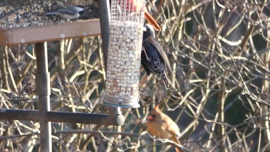 20171216 - Prairie Ridge - Starling 3