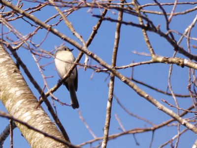 20171216 - Prairie Ridge - Tufted Titmouse 1