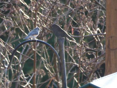 20171216 - Prairie Ridge - Tufted Titmouse 2