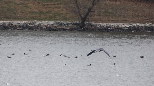 20171231 - Lake Crabtree - Great Blue Heron