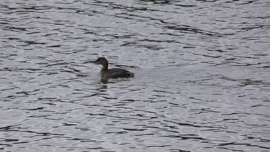 20171231 - Lake Crabtree - Pied-billed Grebe