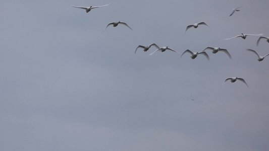 20171231 - Lake Crabtree - Tundra Swans