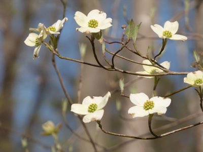 20170329 - Duke Forest - Dogwood