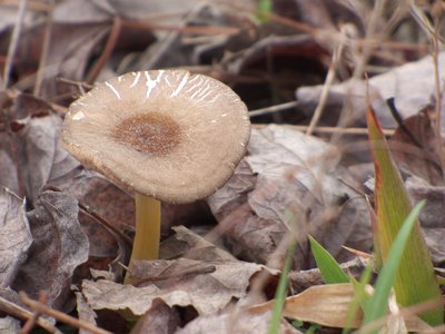 20170329 - Duke Forest - Mushroom