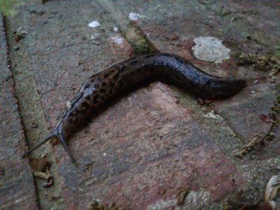 20170502 - Hillsborough - Slug