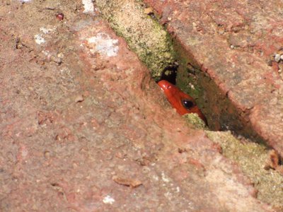 20170508 - Hillsborough - Broadhead Skink 1