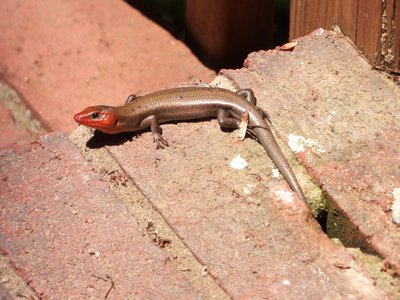 20170508 - Hillsborough - Broadhead Skink 2