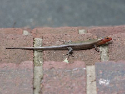 20170519 - Hillsborough - Broadhead Skink