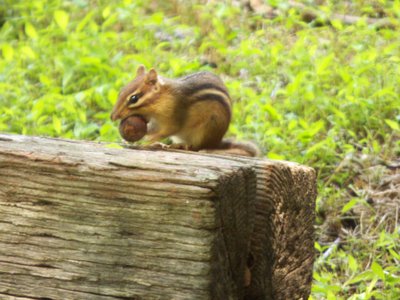 20170520 - Hillsborough - Chipmunk