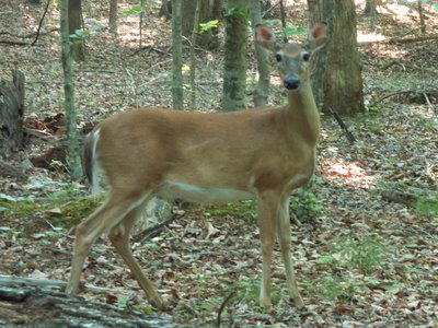 20170604 - Johnston Mill - Deer 1