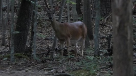 20170604 - Johnston Mill - Deer 2